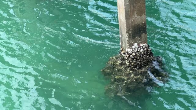 Barnacles and Shells Clustered on Concrete Pier Pillar in Turquoise Ocean Water