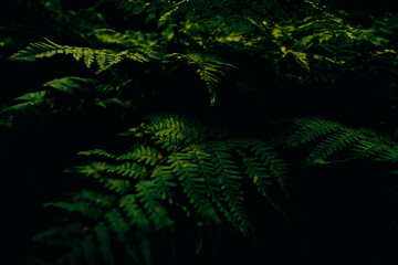 dark fern foliage © avtk