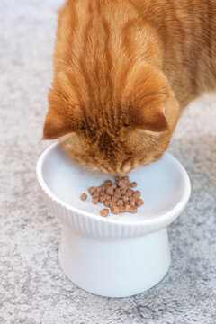 A tabby cat eats wet food from a plate on gray background close-up, top view.