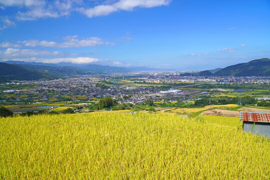 秋の姨捨の棚田
