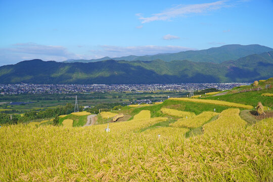 秋の姨捨の棚田