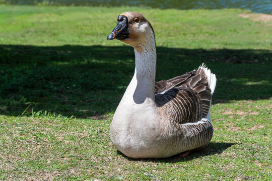 Beautiful Greylag Geese (Anser anser) on a green lawn near a lake