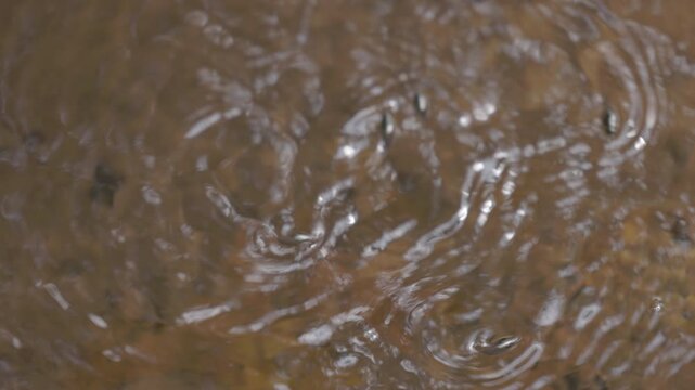 Pinwheel beetles moving on the water surface creating circular ripples, reactive aquatic insects hunting in natural freshwater environment in slow motion. ProRes 422 10 bit ungraded C-LOG..