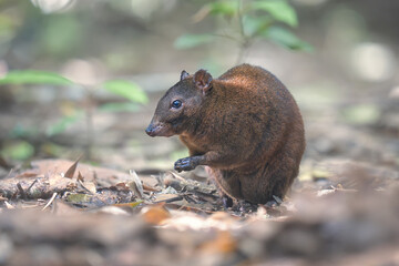 A wild musky rat-kangaroo (Hypsiprymnodon moschatus) foraging on the rainforest floor amongst dappled light, Australia © Kris