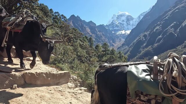 Group of Yak while descending from the hill with beautiful view of Mt.Kangtega (6,782 m) in the background during trekking on the way to Everest base camp in Nepal.