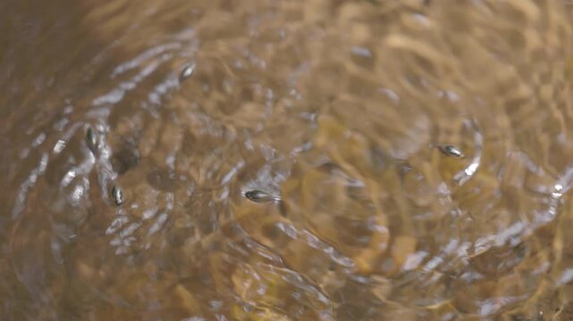 Pinwheel beetles moving on the water surface creating circular ripples, reactive aquatic insects hunting in natural freshwater environment in slow motion. ProRes 422 10 bit ungraded C-LOG..