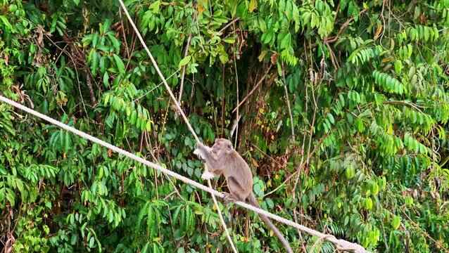 Side view of a wild macaque monkey agilely climbing up a rope against a backdrop of dense green foliage. 4K