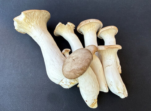 King Oyster Mushrooms (Pleurotus eryngii)