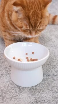 A cat eats wet food from a plate on gray background close-up,