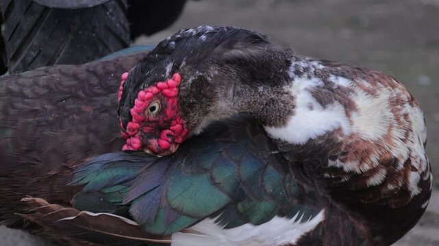 Muscovy Duck Preening Feathers Close Up