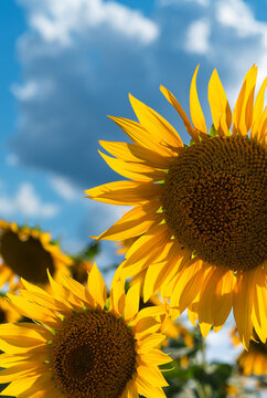 Sunflower Bloom Against Blue Sky and White Clouds
