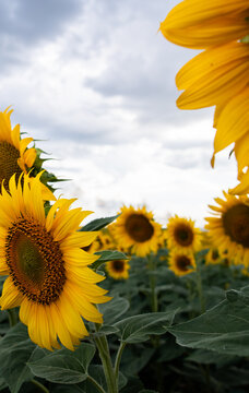 Sunflower Against Dramatic Cloudy Sky with Copy Space