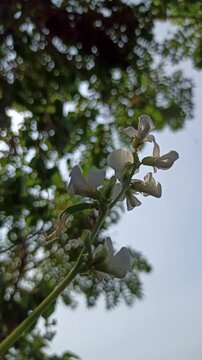 Dolichos lablab flowering plant with delicate blossoms growing along green stems, showcasing the natural beauty and botanical characteristics of this tropical legume