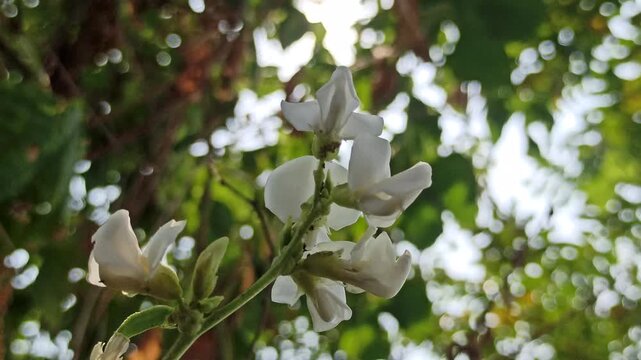 Dolichos lablab flowering plant with delicate blossoms growing along green stems, showcasing the natural beauty and botanical characteristics of this tropical legume