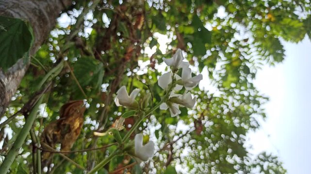 Dolichos lablab flowering plant with delicate blossoms growing along green stems, showcasing the natural beauty and botanical characteristics of this tropical legume