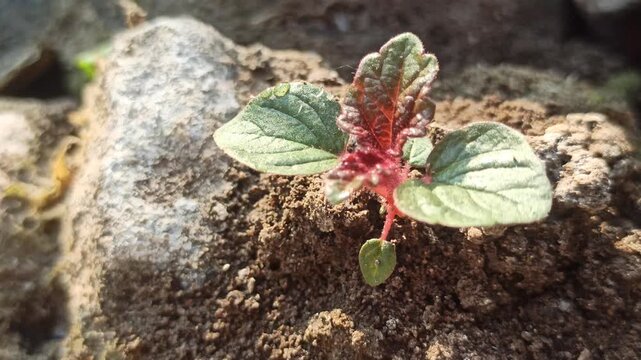 Young Amaranthus seedlings emerging from fertile soil, displaying fresh green leaves and early plant growth, showcasing natural cultivation and vegetable farming.