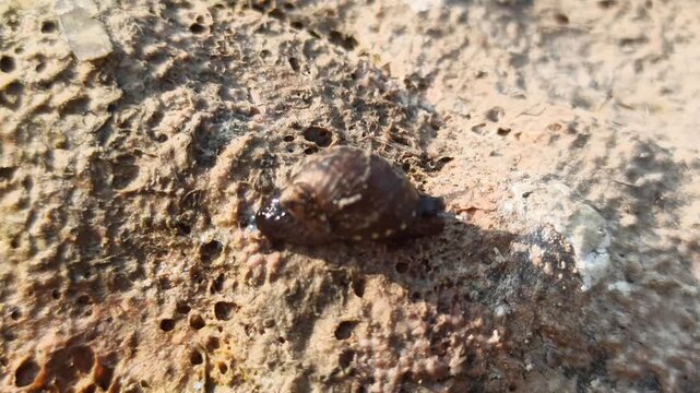 A cute small snail crawling slowly across a large textured rock, showcasing its spiral shell and natural outdoor detail in soft daylight.
