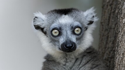 Fototapeta premium Ring-tailed lemur close-up portrait on tree