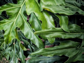 Bright green split leaf monstera philodendron foliage showing rich texture and natural shape. © Raden