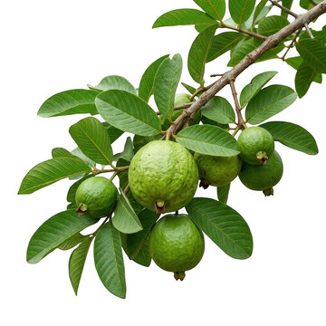 A branch of a guava tree with several round green guavas and lush green leaves, isolated on a black background, for food and, nature projects isolated on a transparent background