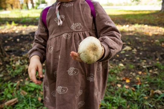 Little child showing wild agaricus mushroom close up. Unrecognizable toddler girl holding harvested forest mushroom on palm during autumn walk at countryside backyard.