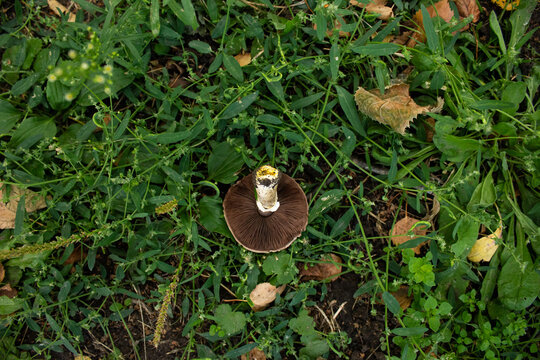 Wild agaricus mushroom cap upside down on green grass texture. Top view of harvested field mushroom with brown gills on ground during autumn foraging close up.