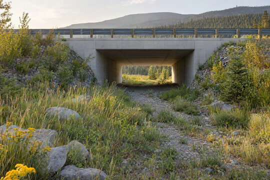 Wildlife Crossing Underpass with Native Grass Restoration