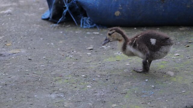 Brown duckling walking on dirt ground