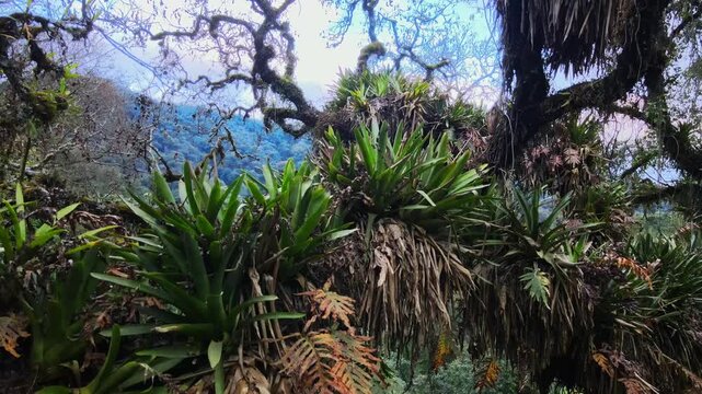 Epiphytic ferns and bromeliads cling to moss-covered branches above dense Yungas forest in the Andes Mountains, with layered green canopy receding into misty distance.
