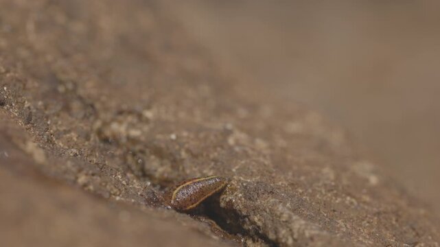 Brown land leech, Haemadipsa zeylanica crawling over wet rocks in slow motion, detailed view of leech in tropical forest environment of Sri Lanka, natural wildlife. ProRes 422 10 bit ungraded C-LOG..