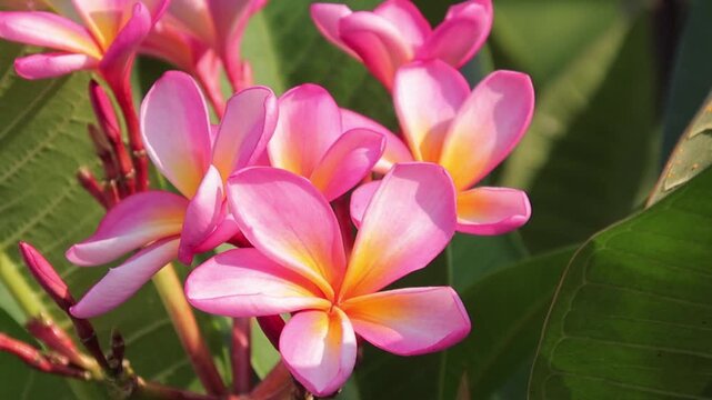 Pink and Yellow Frangipani Flowers in a Tropical Garden