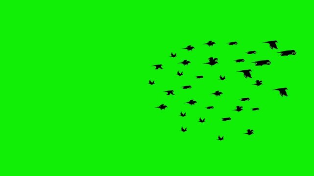 Dense flock of black bats swarming and flying away rapidly across a keyable green screen background