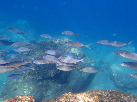 Greater amberjack (Seriola dumerili) schooling above rocky reef in clear blue water