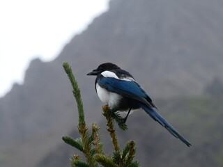 Obraz premium Canada Jay Perched in Denali National Park, Alaska