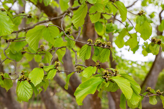 Parrotia persica, Persian Ironwood, flowers in spring time and the lime green leaves appear soon after