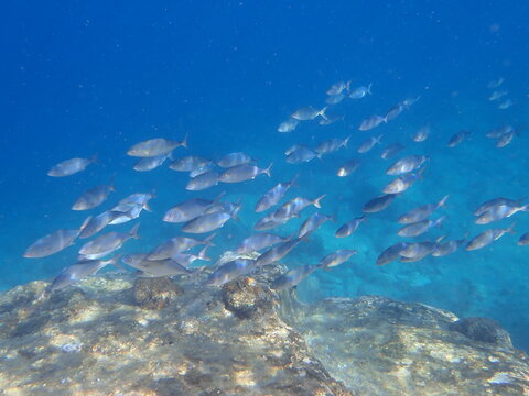 Greater amberjack (Seriola dumerili) schooling over rocky reef in clear blue water