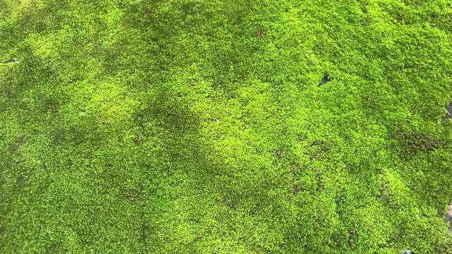 Vibrant Green Moss Texture: A close-up view of lush, vibrant green moss creates a rich, textured background, highlighting the intricate details of nature's carpeting.