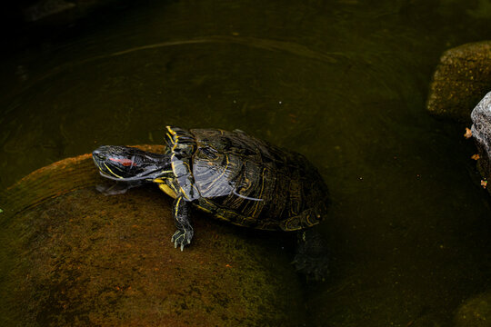 Red-eared slider turtle resting on a rock in a shaded pond