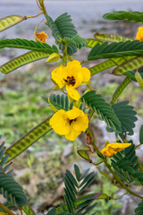 Obraz premium sensitive plant partridge pea chamaecrista fasciculata blooming