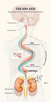 The HPA Axis Stress Response System explained through an anatomical illustration. The diagram shows the brain, pituitary gland, adrenal glands, and the flow of hormones like Cortisol.