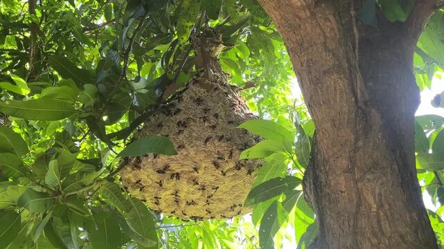 Beehive Hanging from Tree Branch: A large, intricately built beehive hangs precariously from a thick tree branch, buzzing with activity as countless bees swarm around their home.