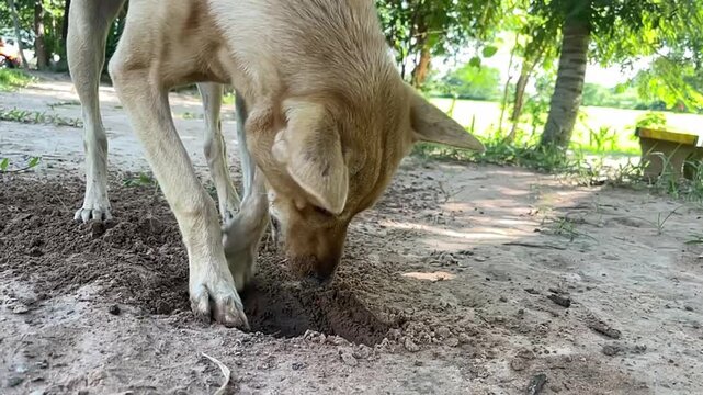 Curious Dog Digging in Soil: A light-colored dog with a slender build is focused intently as it digs into the dry soil with its front paw.