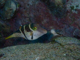 Valentinni sharpnose puffer (Canthigaster valentini) with bold black bands and blue spots on reef © kai