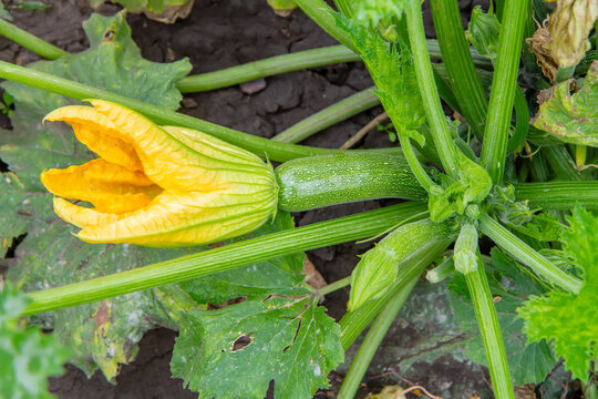 Zucchini growing on a plant with a yellow flower. Fresh organic vegetable in a garden. Agriculture and farming concept for healthy food production.