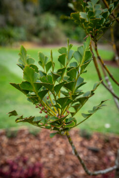 Phyllocladus toatoa, the toatoa or blue celery pine, is a species of coniferous tree in the family Podocarpaceae, endemic to New Zealand