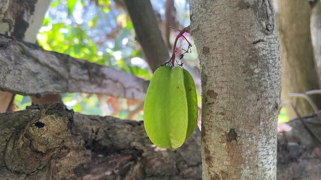 Star fruit growing on a tree: A green star fruit hangs from a tree branch, its unique shape visible against the backdrop of lush foliage.