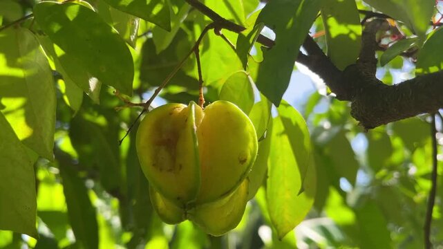 Star fruit hanging from a tree branch, ready for harvest.