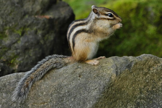 Side view portrait of a cute siberian chipmunk eating on a rock