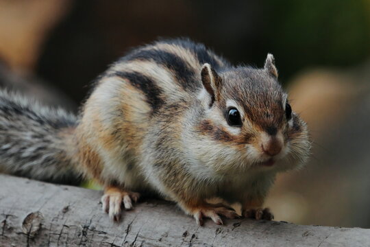 Cute chipmunk with cheeks stuffed full of food on a log