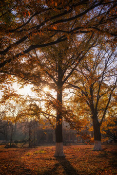 Autumn Trees with Sunlight in Park Grounds
